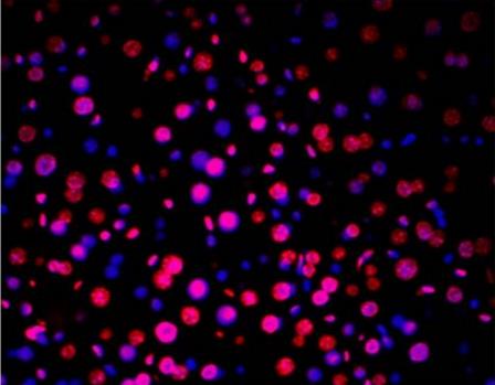 TUNEL LiFluor 647 Apoptosis Detection Kit